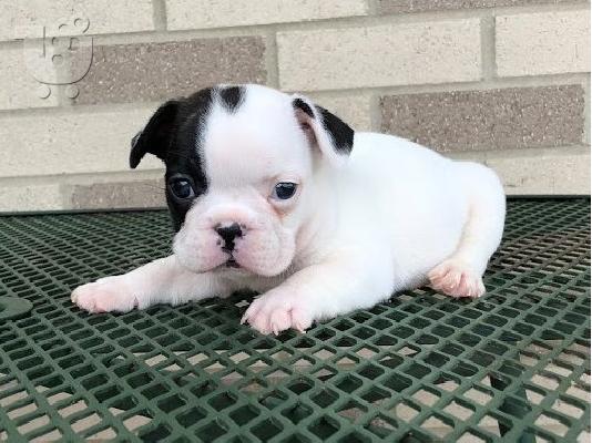 AKC quality French Bulldog Puppy for free adoption!!!